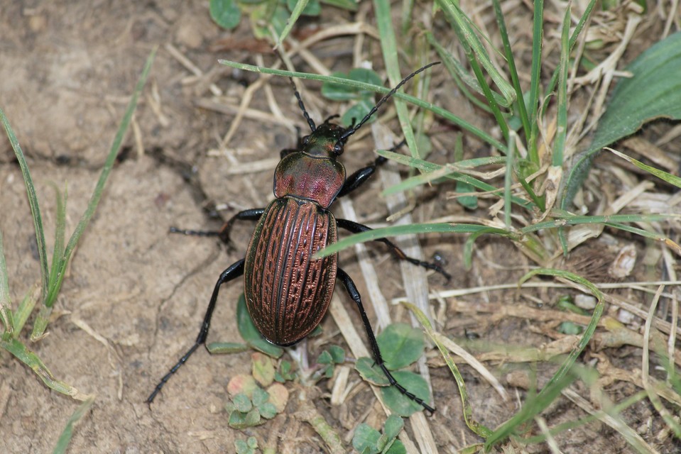 Carabus ulrichii - rezes futrinka Carabus ulrichii - rezes futrinka