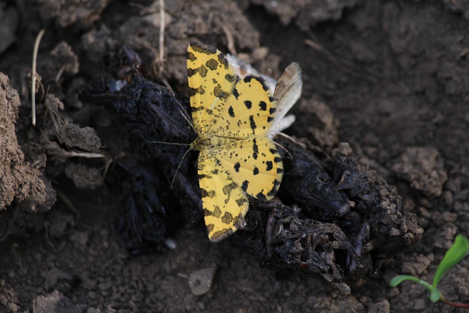 Pseudopanthera macularia - párducfoltos araszoló
