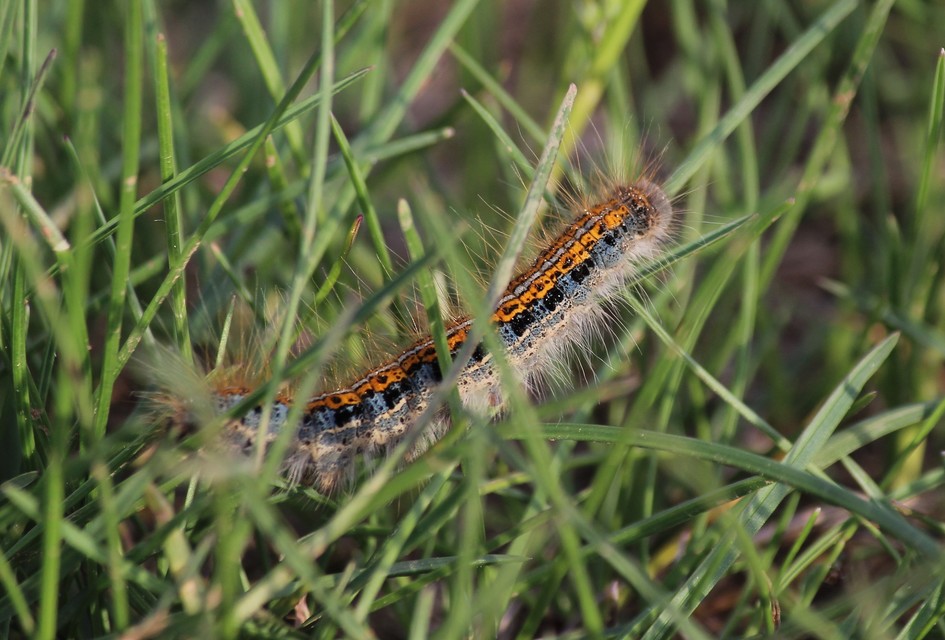 Malacosoma castrensis - kutyatejszövő