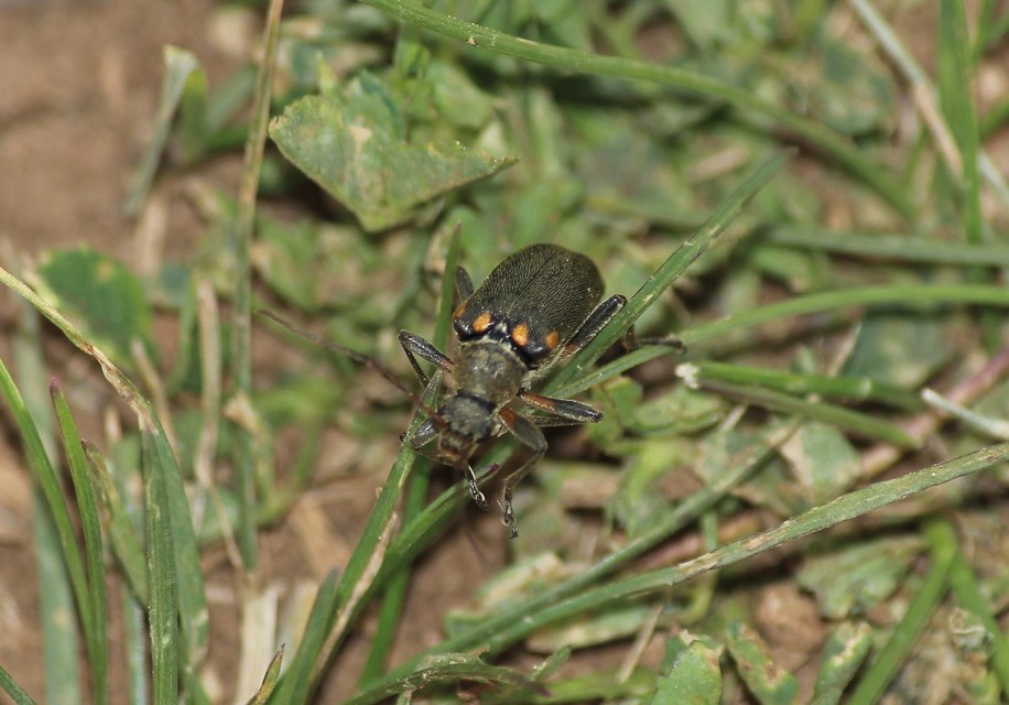 Cortodera humeralis - négyfoltos cserjecincér