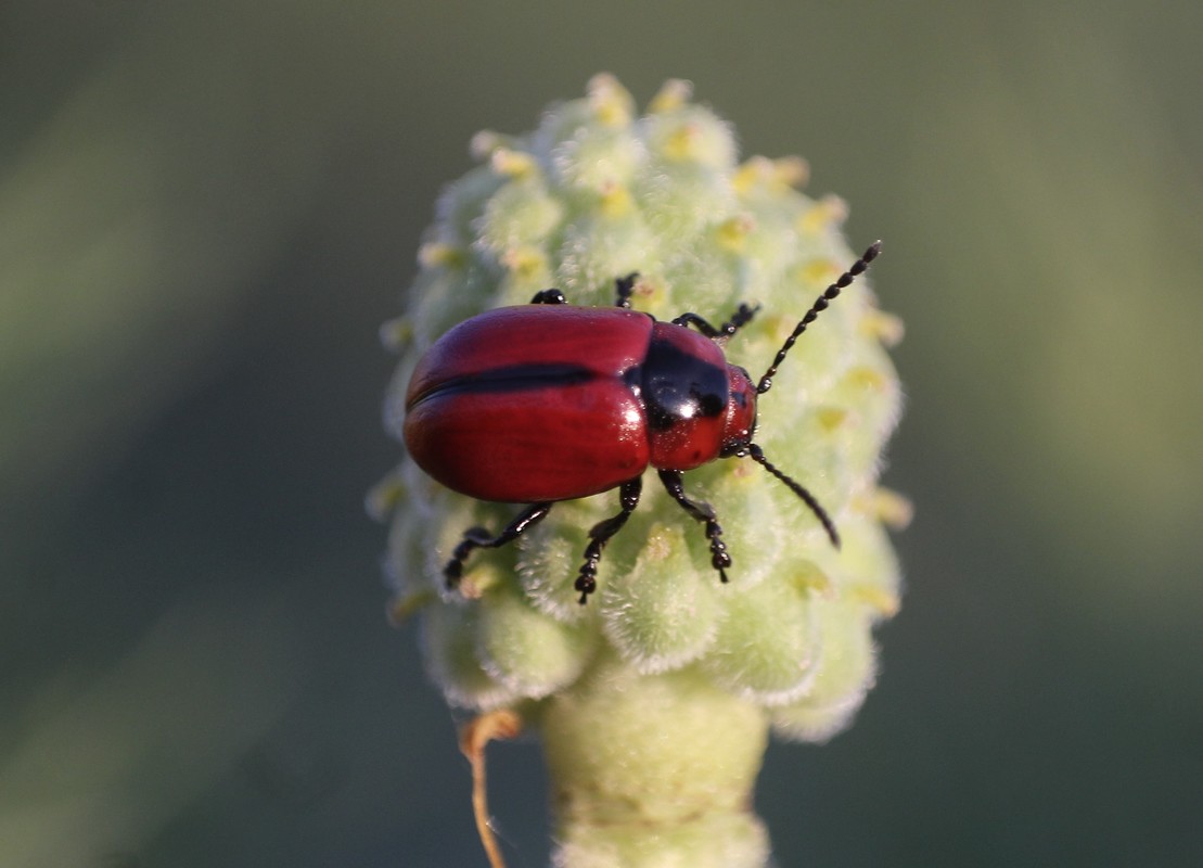 Entomoscelis dorsalis - hérics-honvédbogár