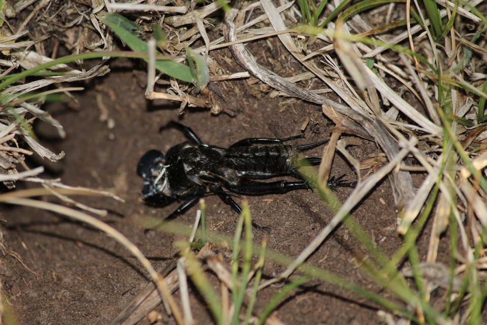 Gryllus campestris - mezei tücsök