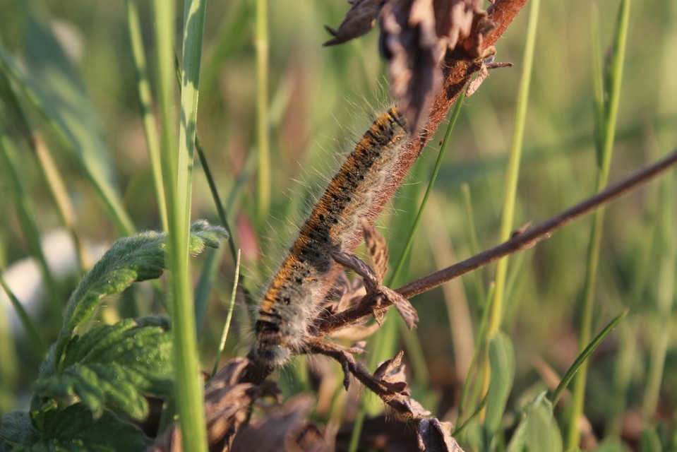 Lasiocampa trifolii - lóhereszövő