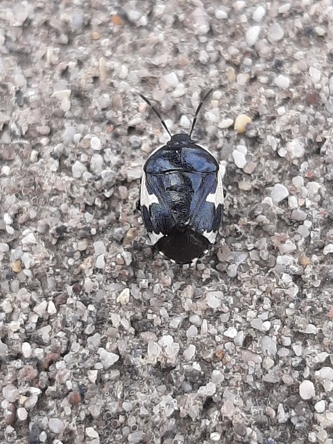 Tritomegas sexmaculatus - hatfoltos földipoloska
