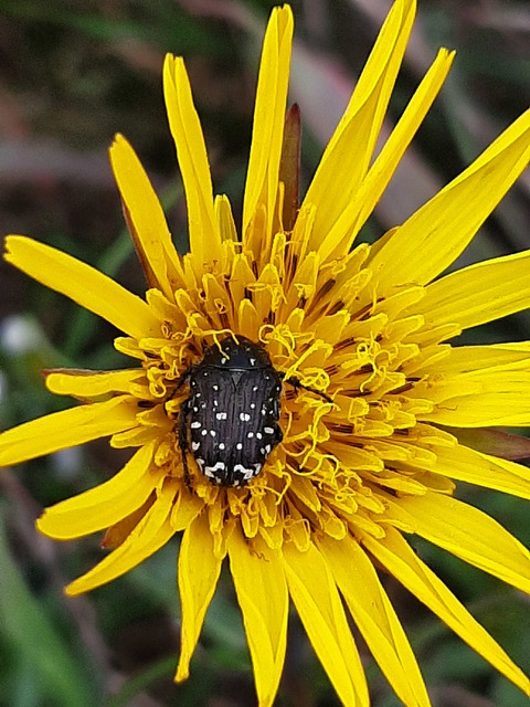 Oxythyrea funesta - sokpettyes virágbogár