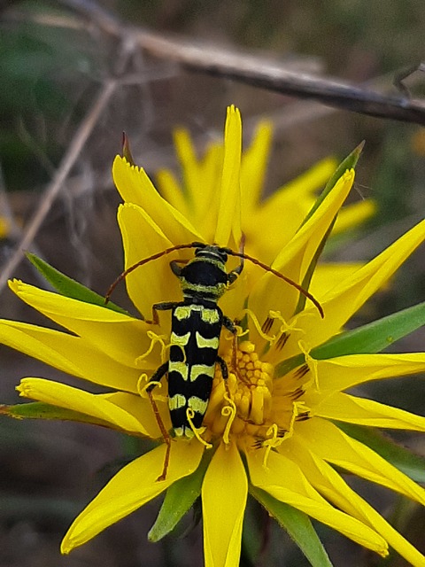 Echinocerus floralis - lucerna-darázscincér