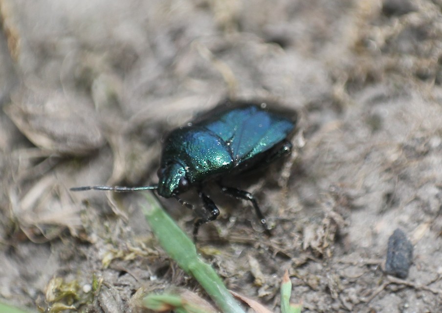 Zicrona caerulea - acélkék poloska Zicrona caerulea - acélkék poloska