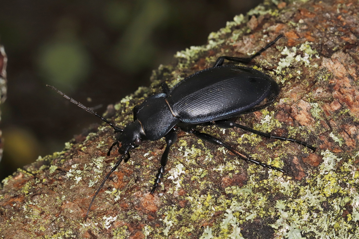 Carabus scheidleri pseudopreyssleri - simahátú változó futrinka