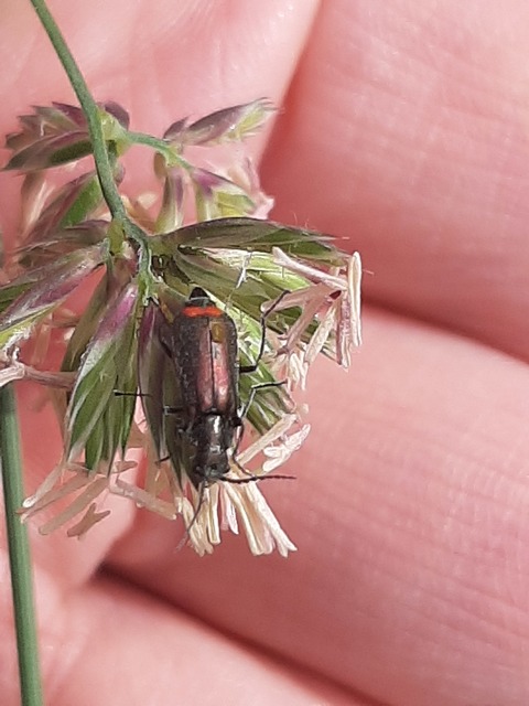 Malachius bipustulatus - kétfoltos bibircsesbogár