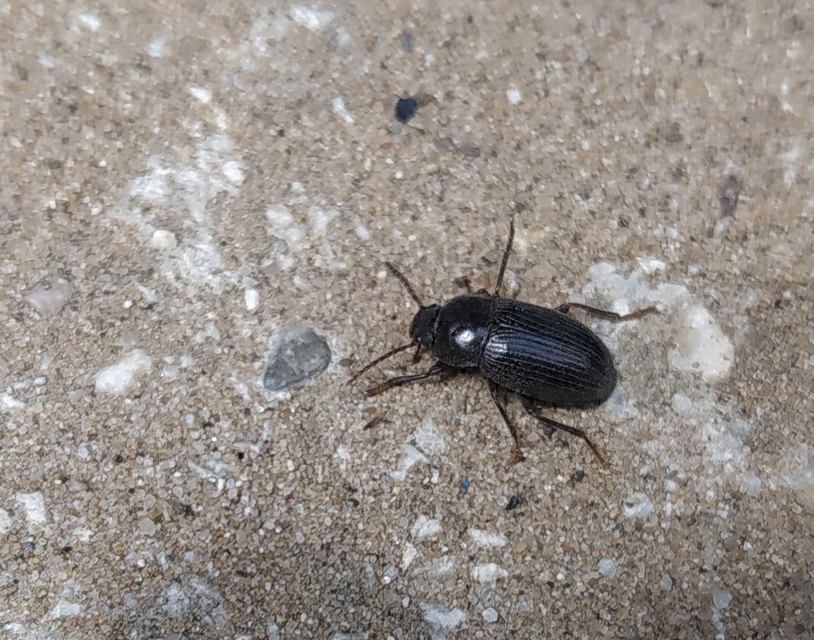 Nalassus dermestoides - rövidszárnyú gyászbogár