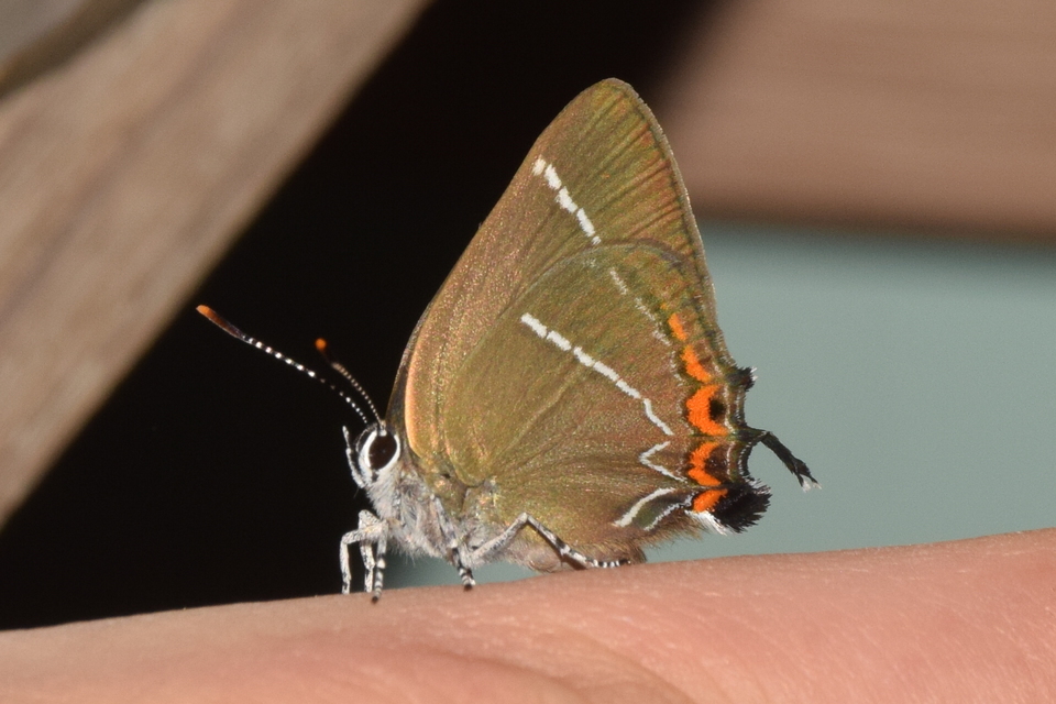 Satyrium w-album - szilfa-csücsköslepke