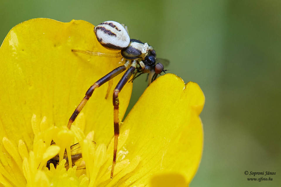 Misumena vatia - viráglakó karolópók