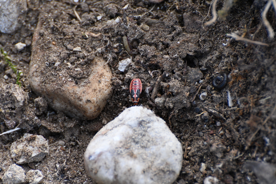 Lygaeus equestris/simulans