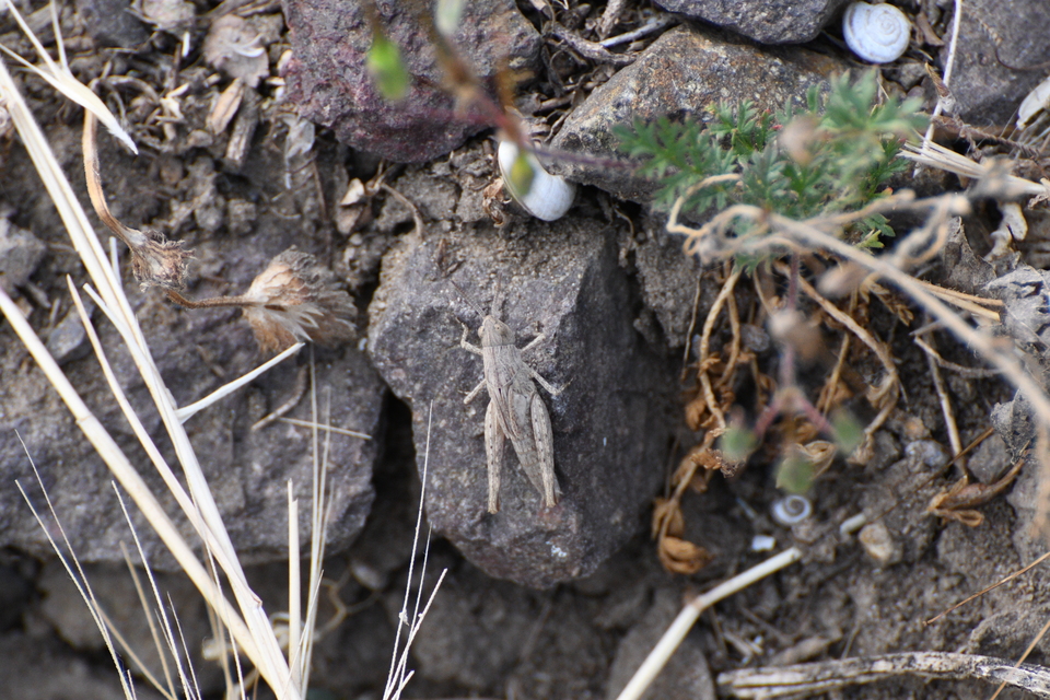 Chorthippus brunneus - közönséges tarlósáska
