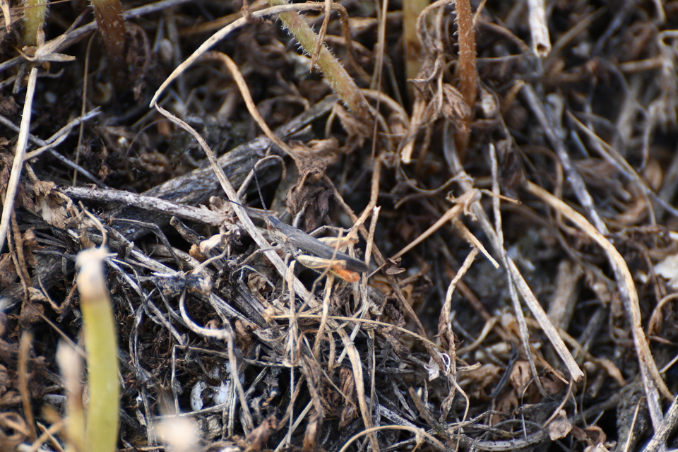 Chorthippus brunneus - közönséges tarlósáska