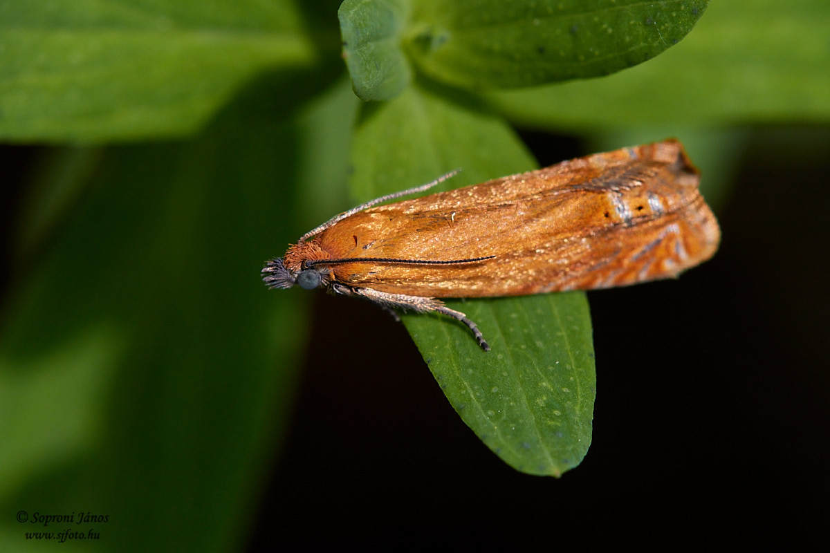 Lathronympha strigana - orbáncfű-magrágómoly