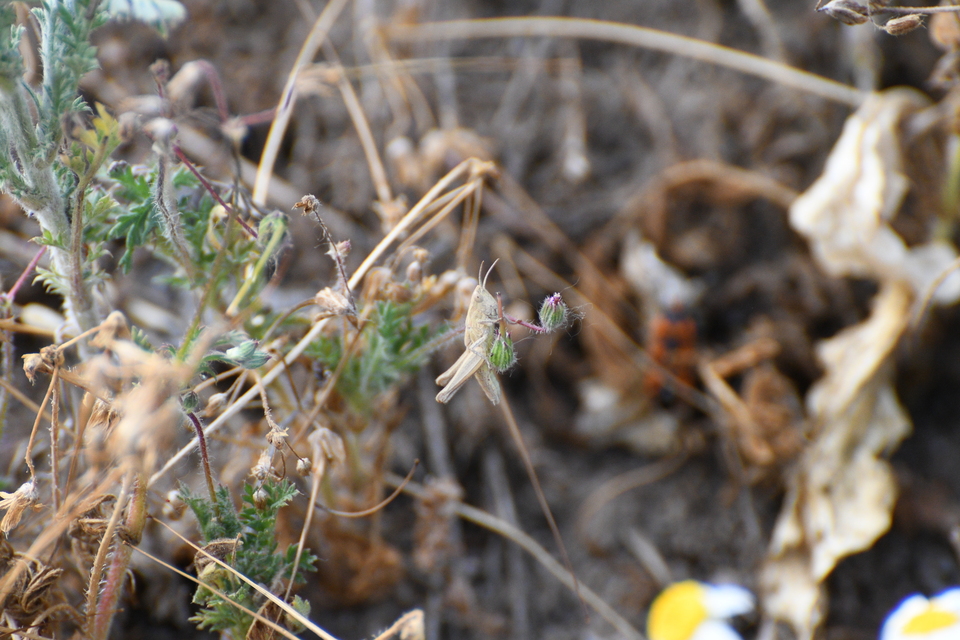 Chorthippus (Glyptobothrus) (subgenus)