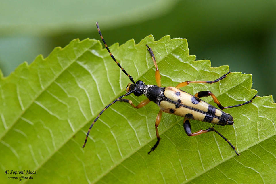Rutpela maculata - tarkacsápú karcsúcincér