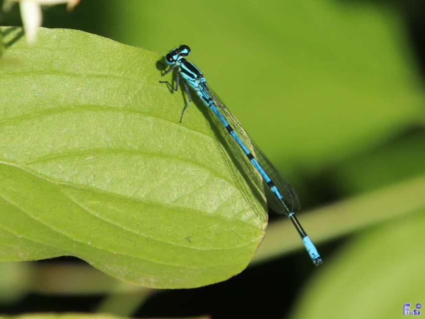 Coenagrion puella - azúrkék légivadász