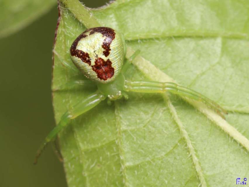 Ebrechtella tricuspidata - alakoskodó karolópók