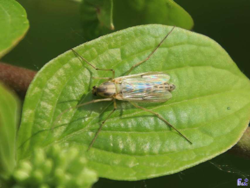 Chironomidae - árvaszúnyogok