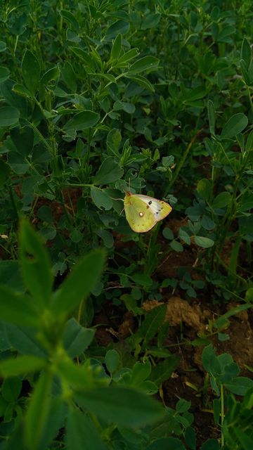 Colias alfacariensis - déli kéneslepke