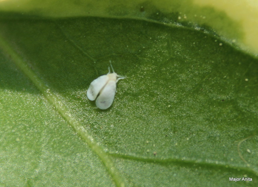 Aleyrodidae