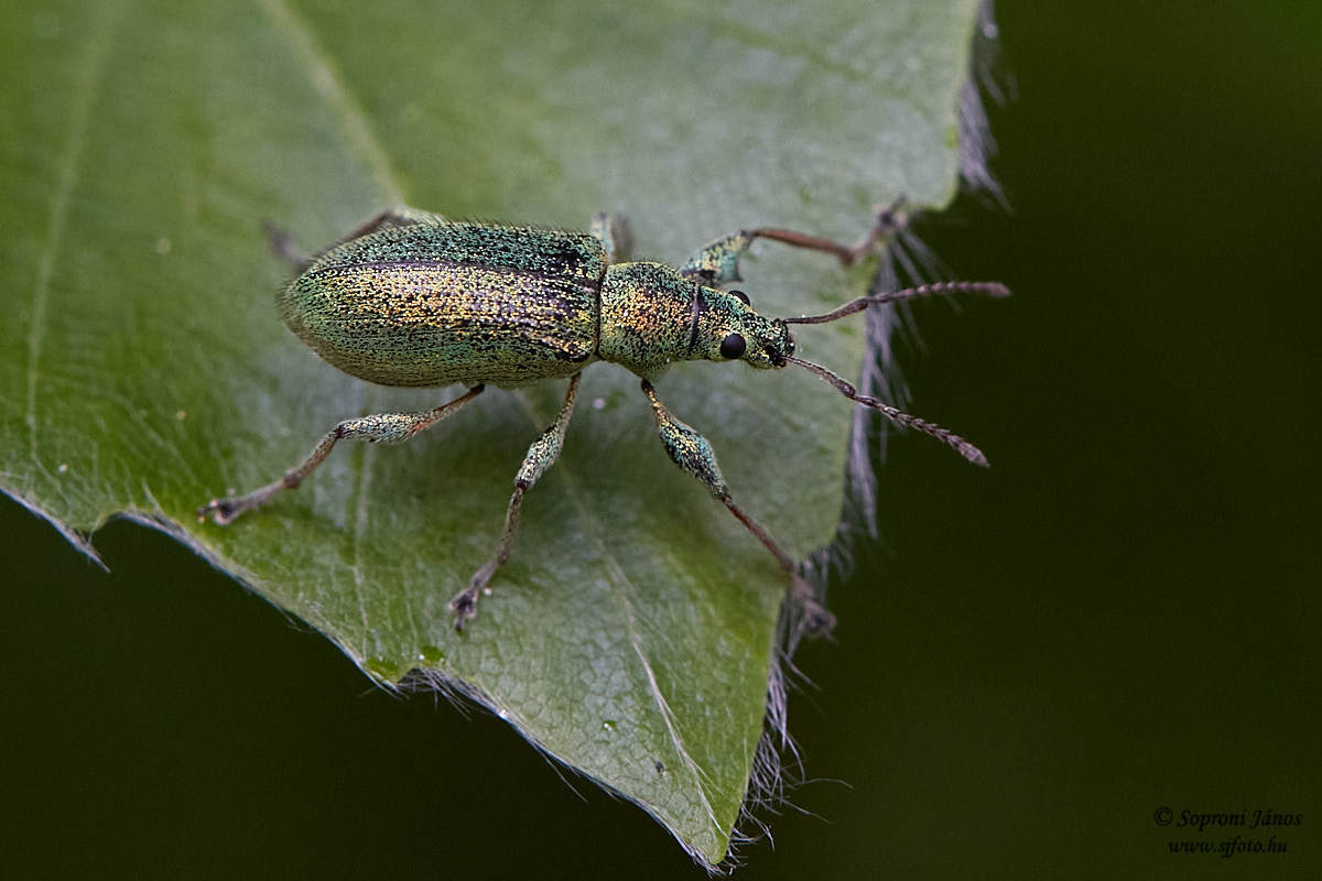 Polydrusus flavipes - feketeszőrű lombormányos