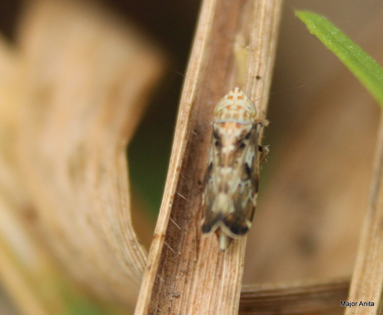 Errastunus ocellaris
