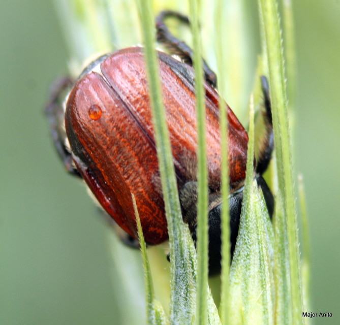 Anisoplia lata - széles szipoly Anisoplia lata - széles szipoly