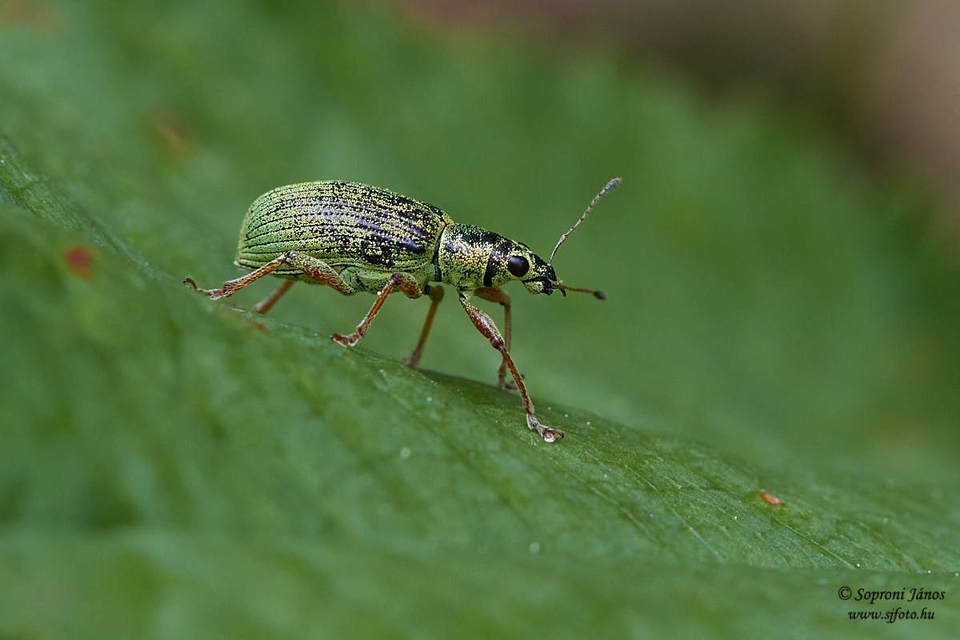 Polydrusus formosus - selymes lombormányos