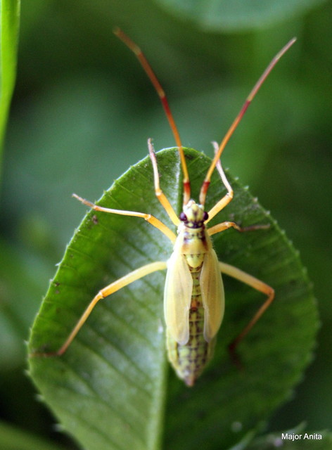Leptopterna dolabrata - közönséges mezeipoloska