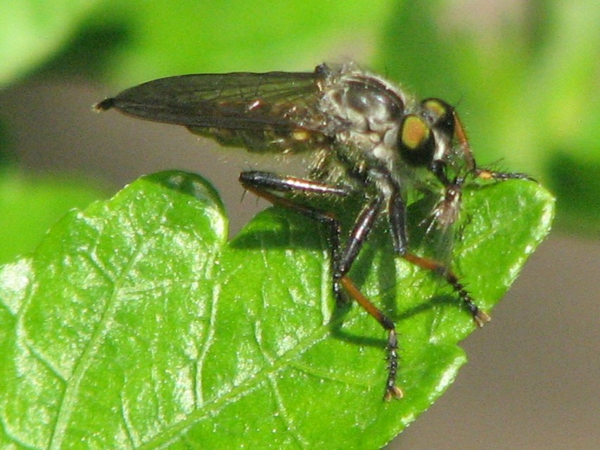 Neoitamus