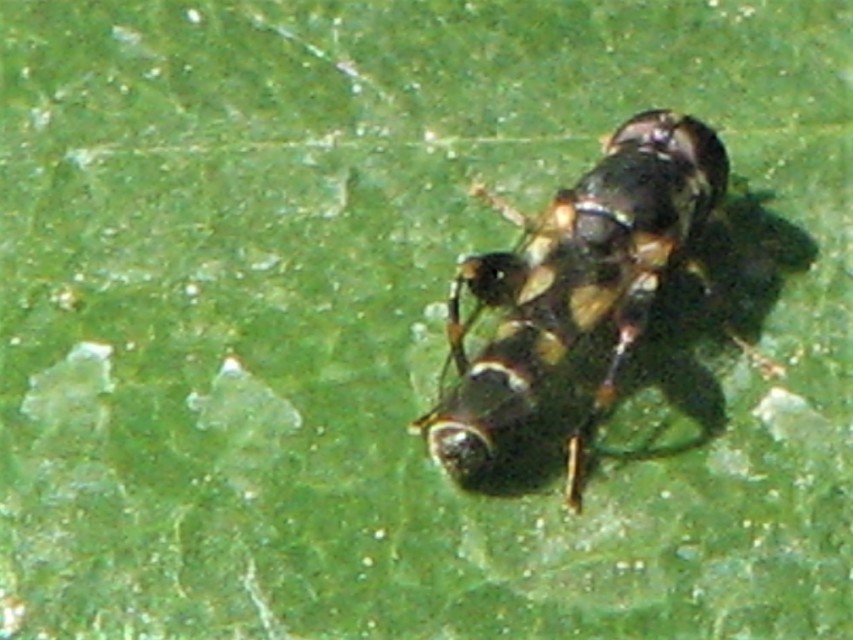 Syritta pipiens - zizegő comboslégy