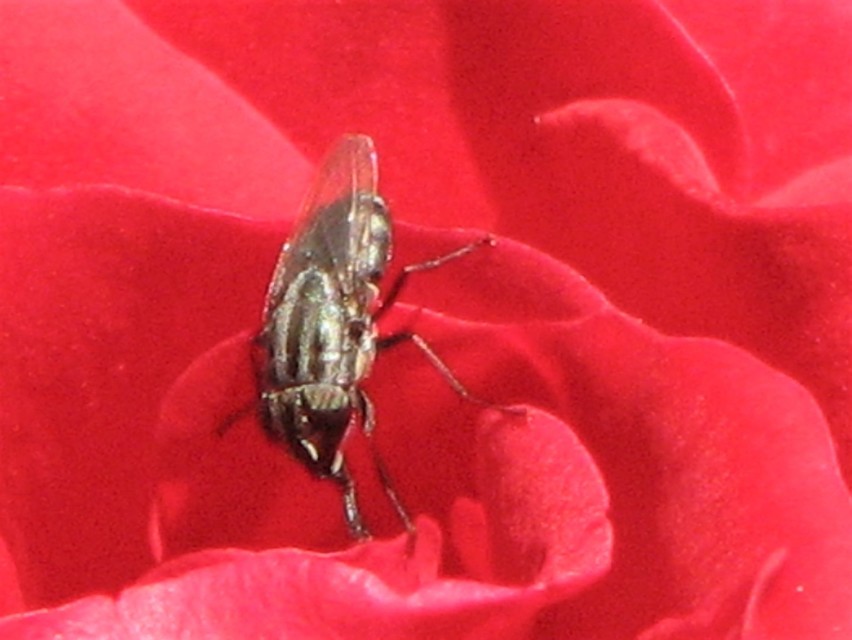 Stomorhina lunata - sáskaparazita légy