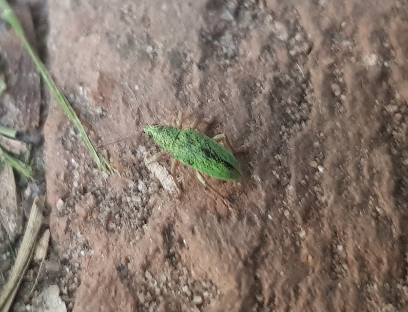 Polydrusus formosus - selymes lombormányos