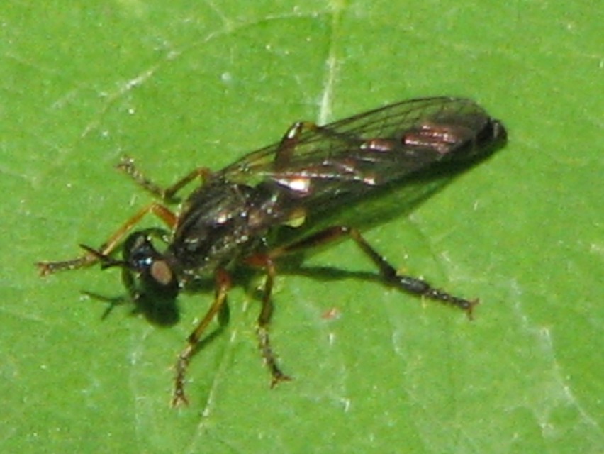 Dioctria