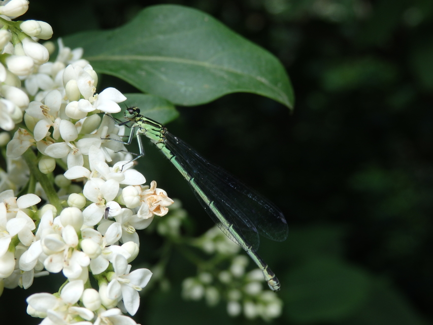 Coenagrion puella - azúrkék légivadász