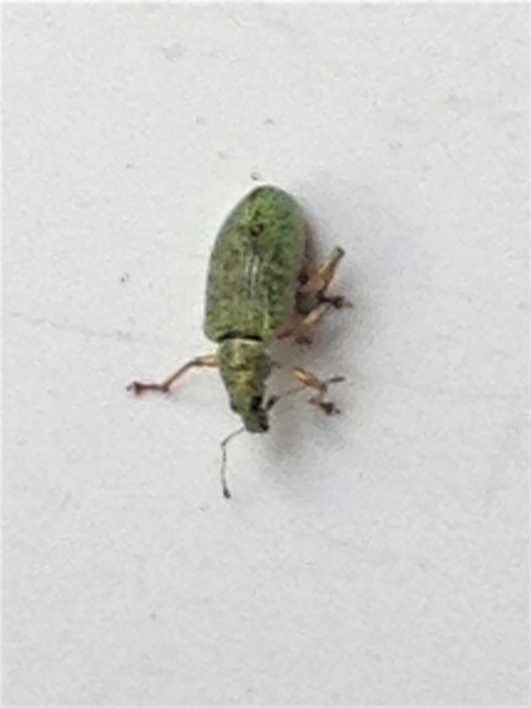Polydrusus formosus - selymes lombormányos