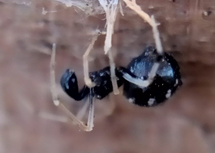 Neottiura suaveolens