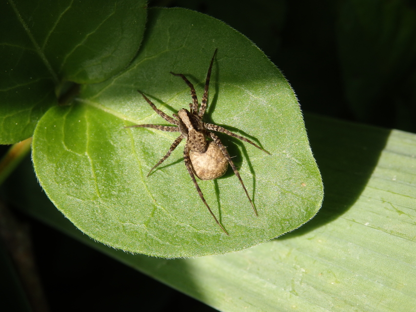 Pardosa alacris/lugubris
