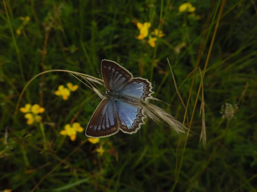 Polyommatus daphnis - csipkés boglárka