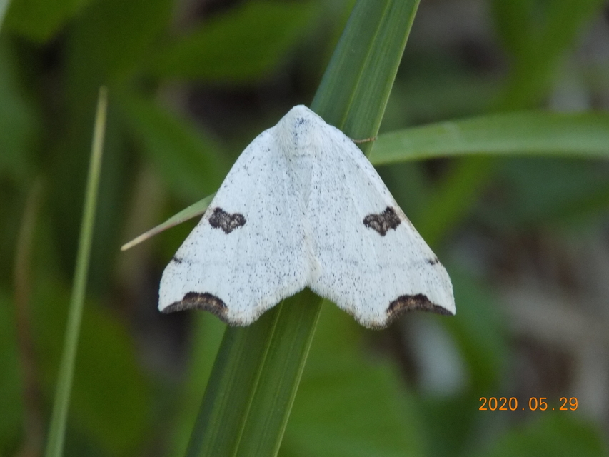 Eilicrinia cordiaria - fehér fűzfaaraszoló