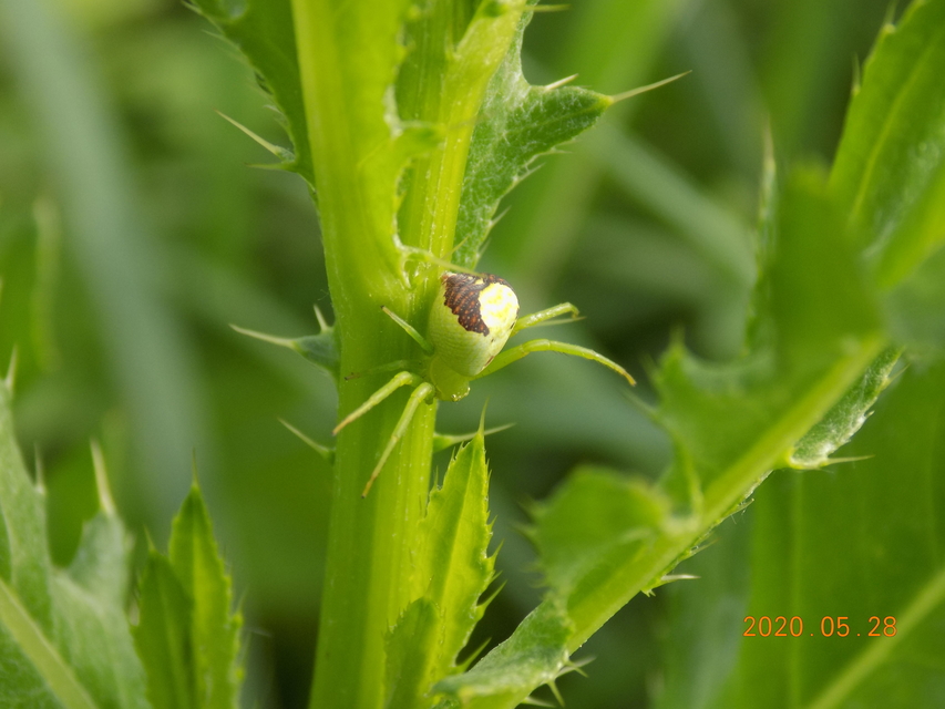Ebrechtella tricuspidata - alakoskodó karolópók