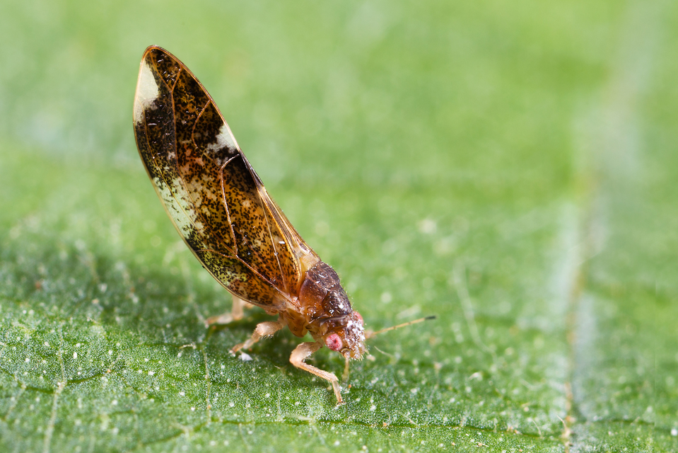 Psocoptera - Fürgetetvek