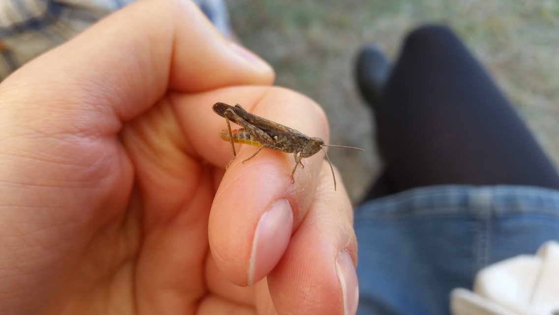 Chorthippus brunneus - közönséges tarlósáska