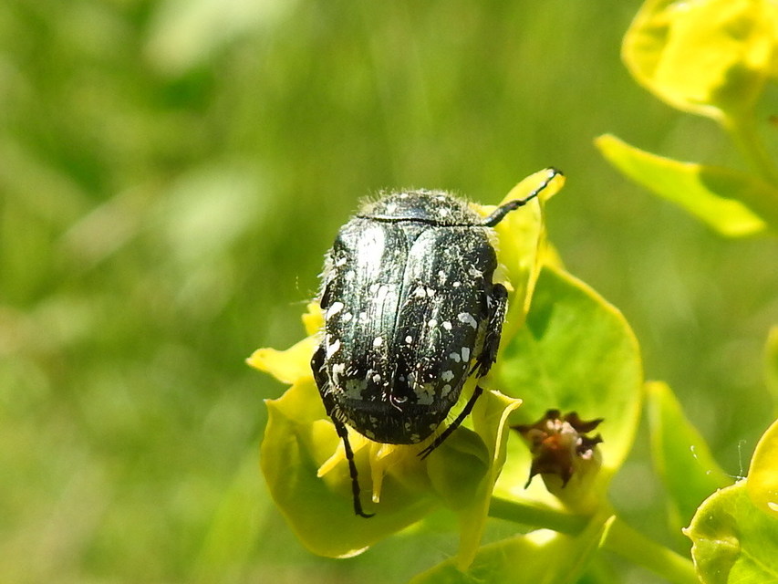 Oxythyrea funesta - sokpettyes virágbogár