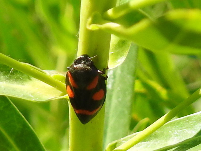 Cercopis arcuata/sanguinolenta