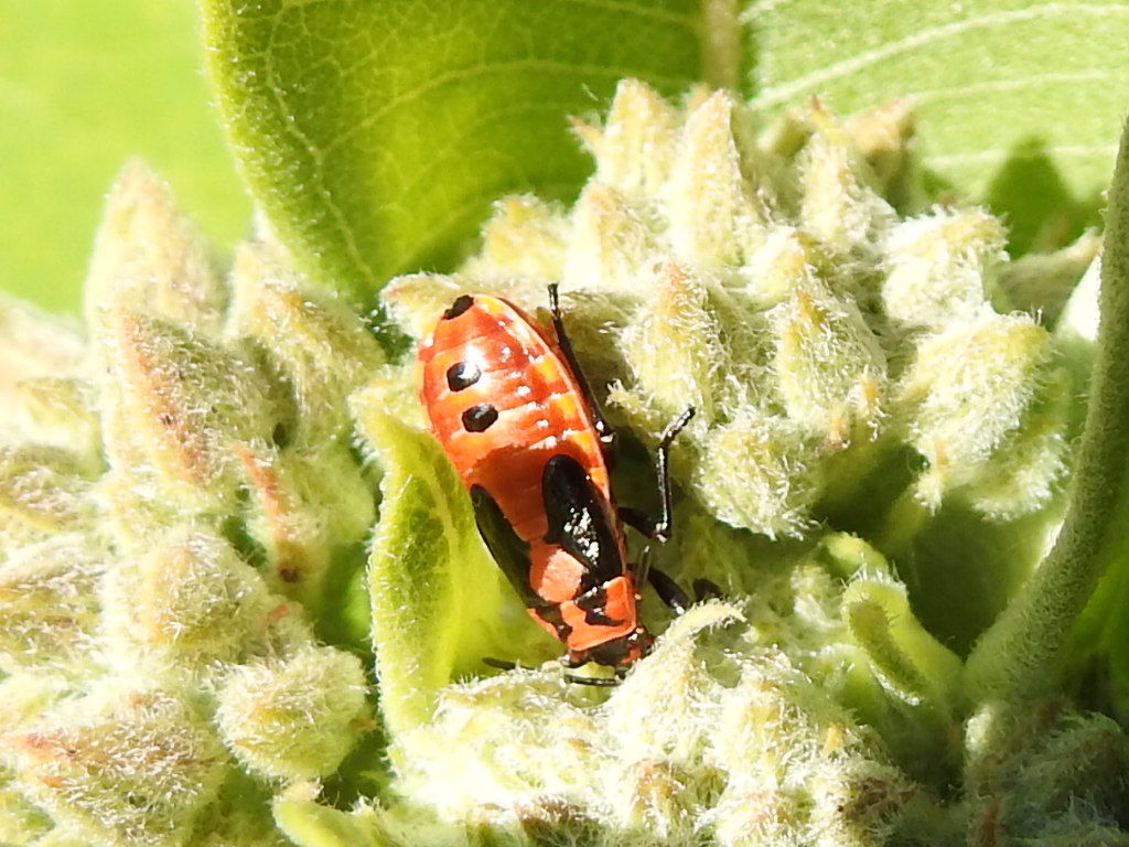 Lygaeus equestris/simulans