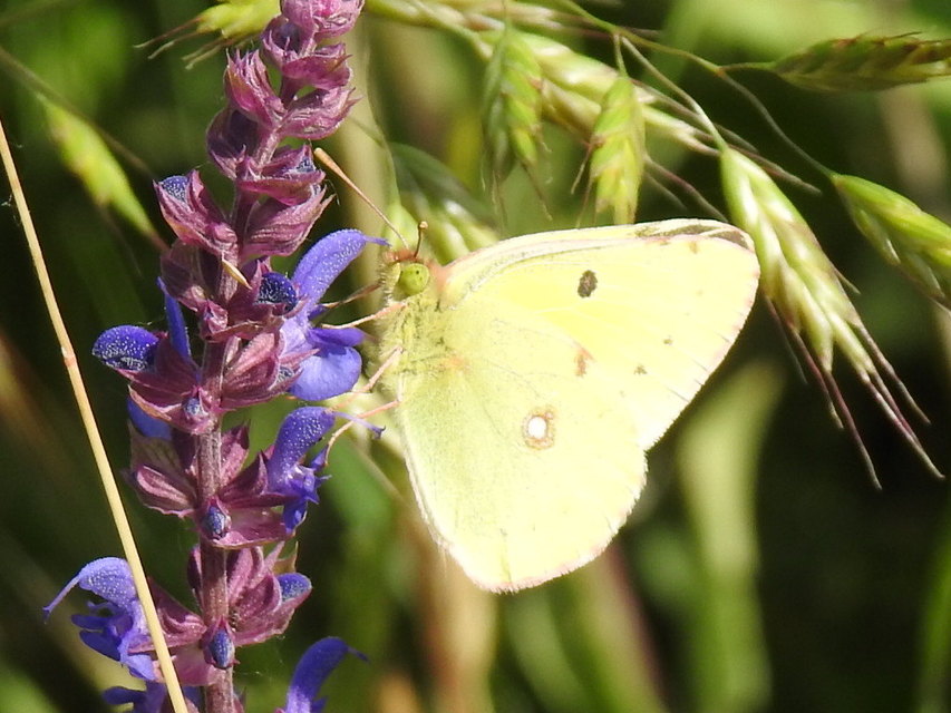 Colias croceus - sáfránylepke